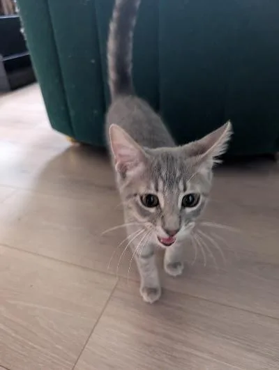 A baby medium-sized male Tabby (Gray / Blue / Silver) Domestic Short Hair cat named Ham Sandwich for adoption in Mokena, IL