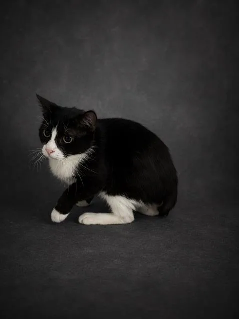 A young medium-sized female Domestic Short Hair cat named Luna for adoption in Winter Haven, FL