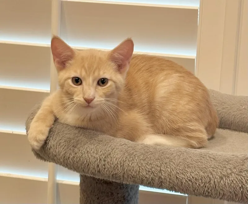 A baby small-sized male Tabby (Orange / Red) Domestic Short Hair cat named Hominy Kuykendahl Petsmart for adoption in Spring, TX