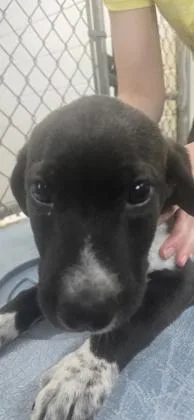 A baby medium-sized male Terrier dog named Preacher for adoption in Paducah, KY