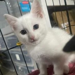 A baby small-sized female White Domestic Short Hair cat named Essie for adoption in Lexington, KY