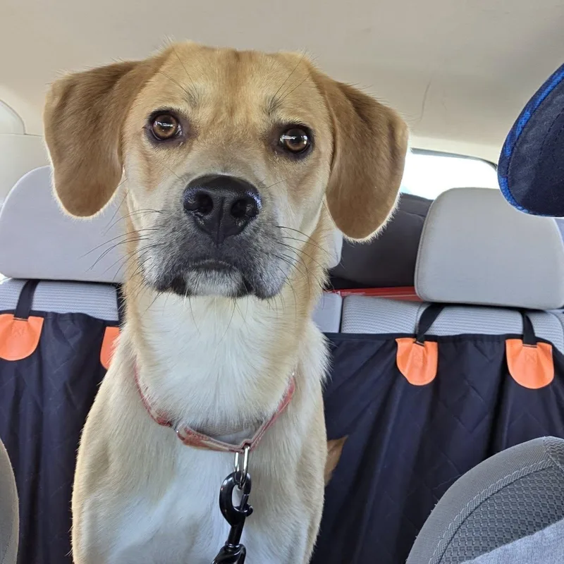 An adult medium-sized male Retriever dog named Mr. Harp for adoption in Racine, WI