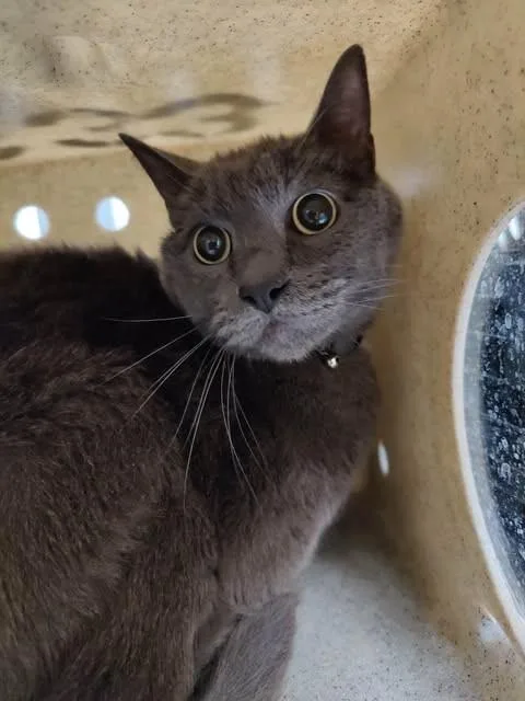 A senior medium-sized male Gray / Blue / Silver Domestic Short Hair cat named Cheeto for adoption in Fruit Heights, UT
