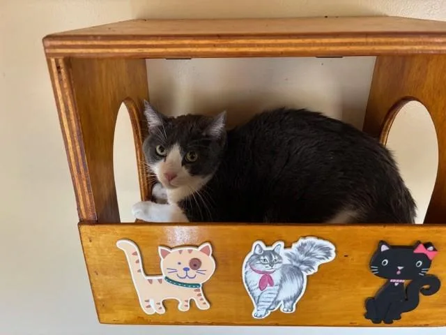 An adult medium-sized male Gray & White Domestic Short Hair cat named Benz for adoption in Mesa, AZ