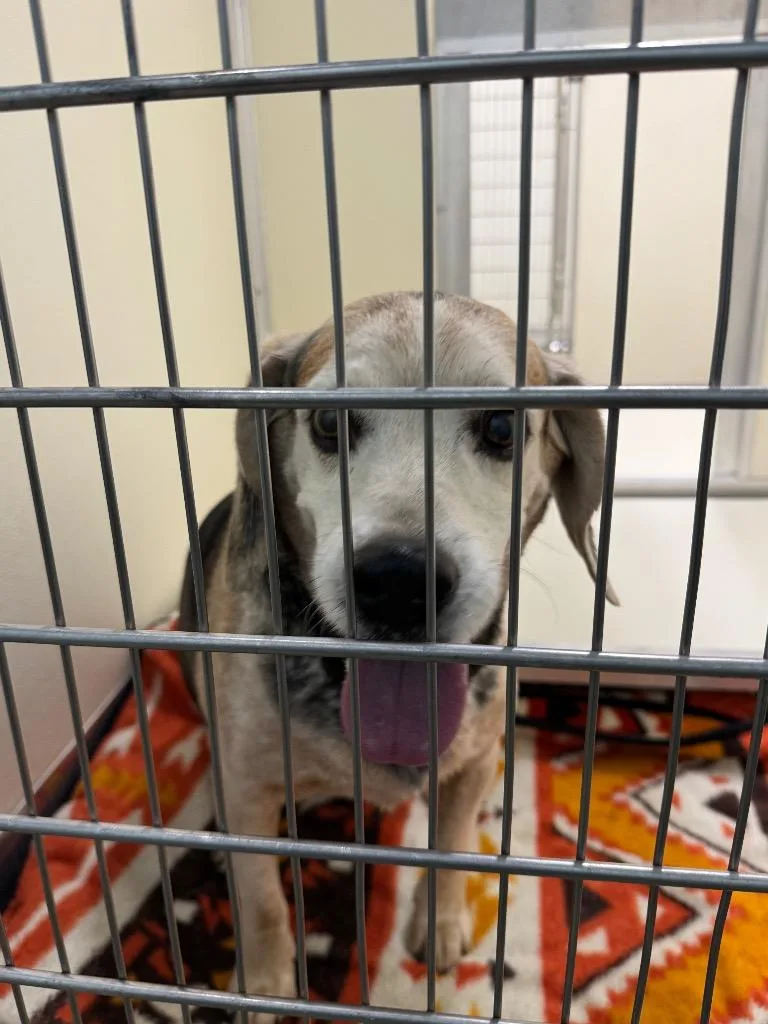 An adult medium-sized male Mixed Breed dog named Bert for adoption in Columbia, TN
