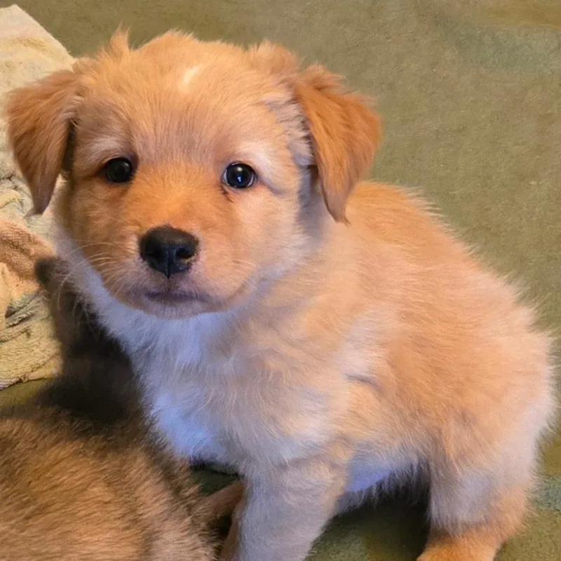 A baby medium-sized male Cattle Dog dog named Rio for adoption in Floresville, TX