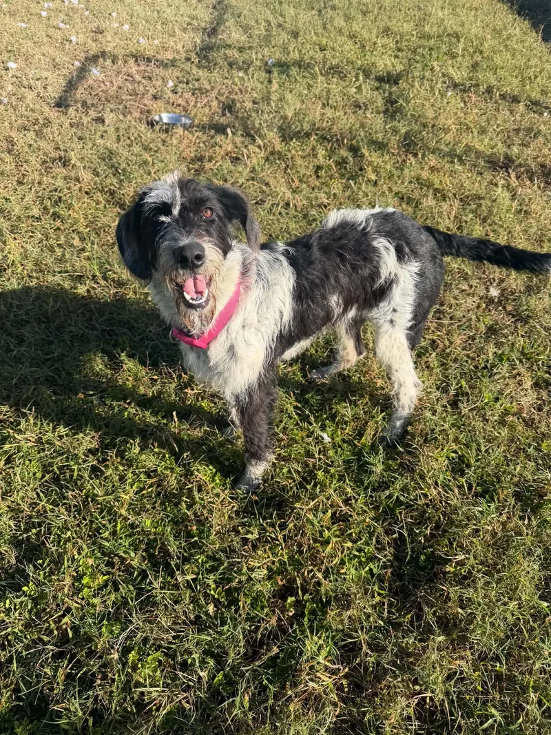 A baby medium-sized female Black Labradoodle dog named Daisey for adoption in Waycross , GA