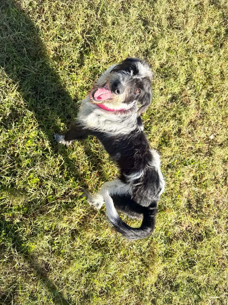 Daisey thumbnail 3