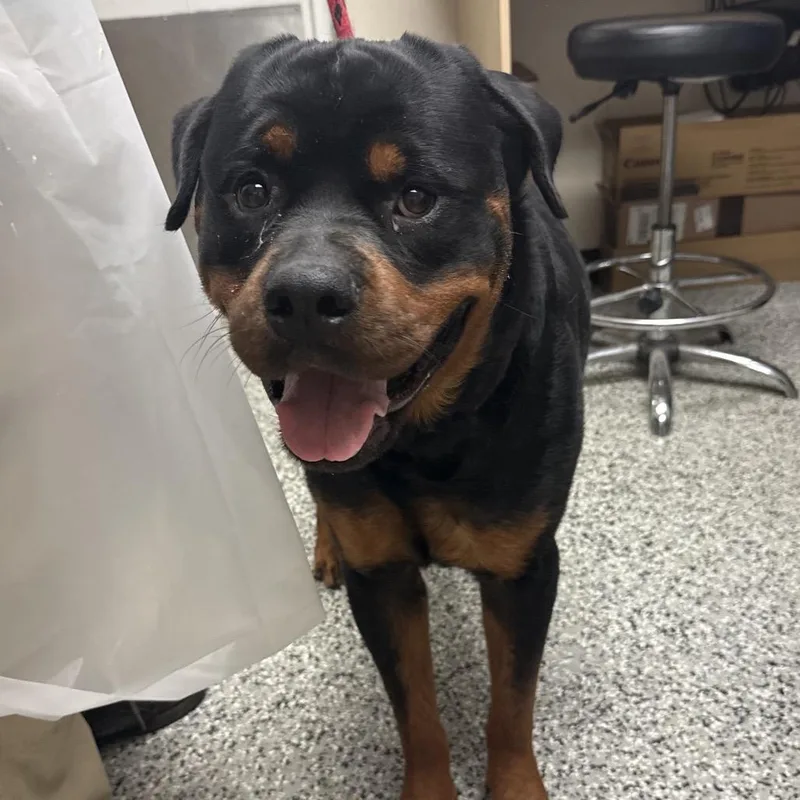 An adult extra large-sized male Black Rottweiler dog named Ryder for adoption in Lakeland, FL
