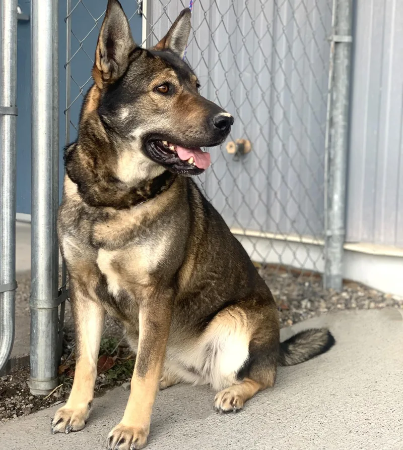 An adult medium-sized female German Shepherd Dog dog named Osa for adoption in Elko, NV