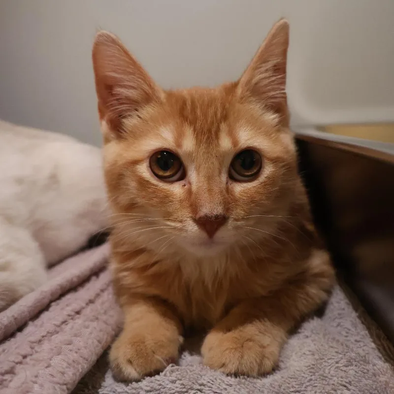 A baby small-sized male Orange / Red Domestic Short Hair cat named Big Guy for adoption in Saint Charles, MO