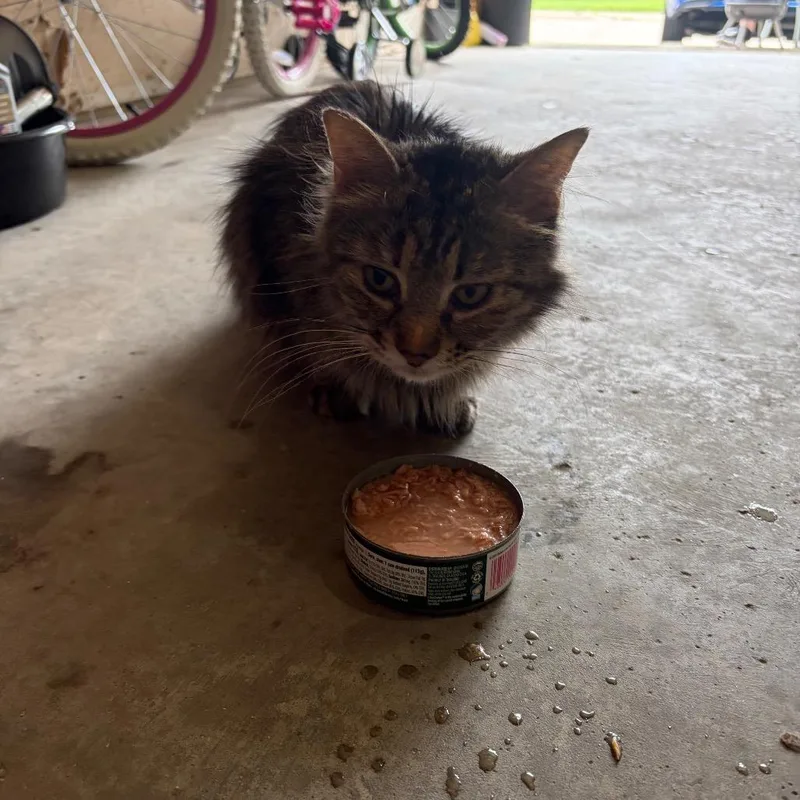 A baby small-sized female Brown / Chocolate Domestic Medium Hair cat named Found Austin for adoption in Rochester, MN