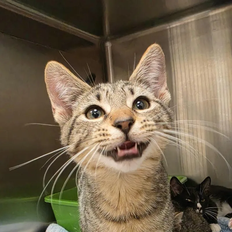 A baby small-sized male Brown / Chocolate Domestic Short Hair cat named Bolin for adoption in Waynesboro, PA