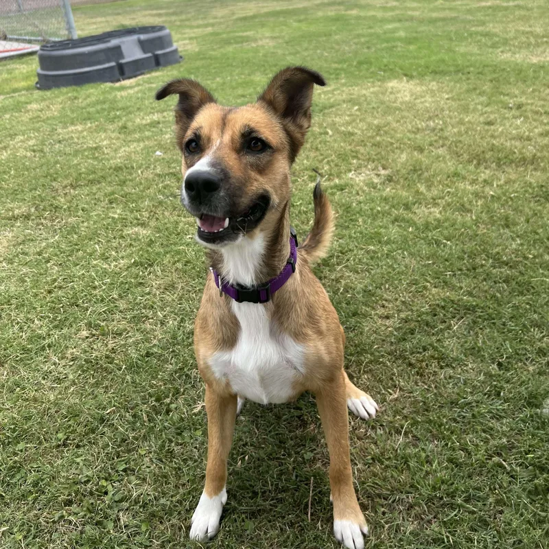 Maya