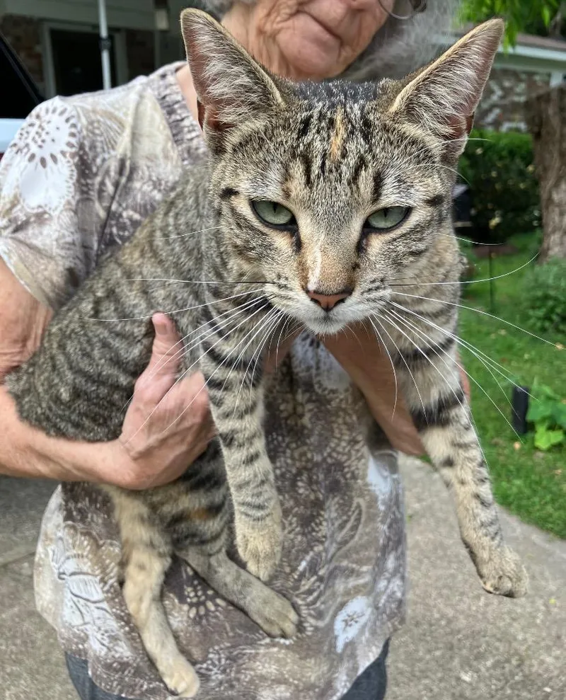 A young medium-sized female Domestic Short Hair cat named Thelma for adoption in Benton, AR