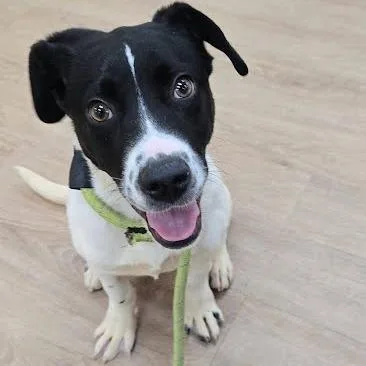 A young small-sized female White / Cream Border Collie dog named Svasstray for adoption in Lyndhurst, VA