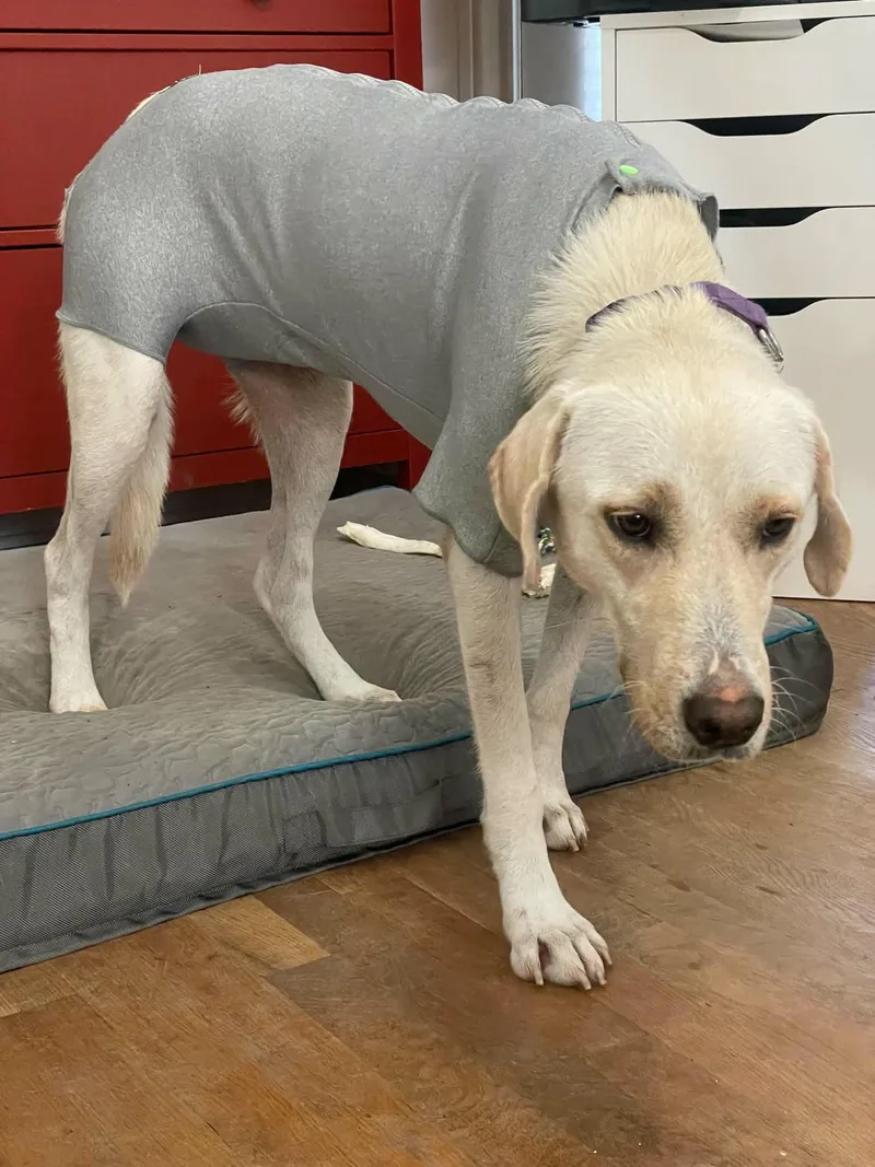 An adult large-sized female White / Cream Labrador Retriever dog named Stella for adoption in Boerne, TX