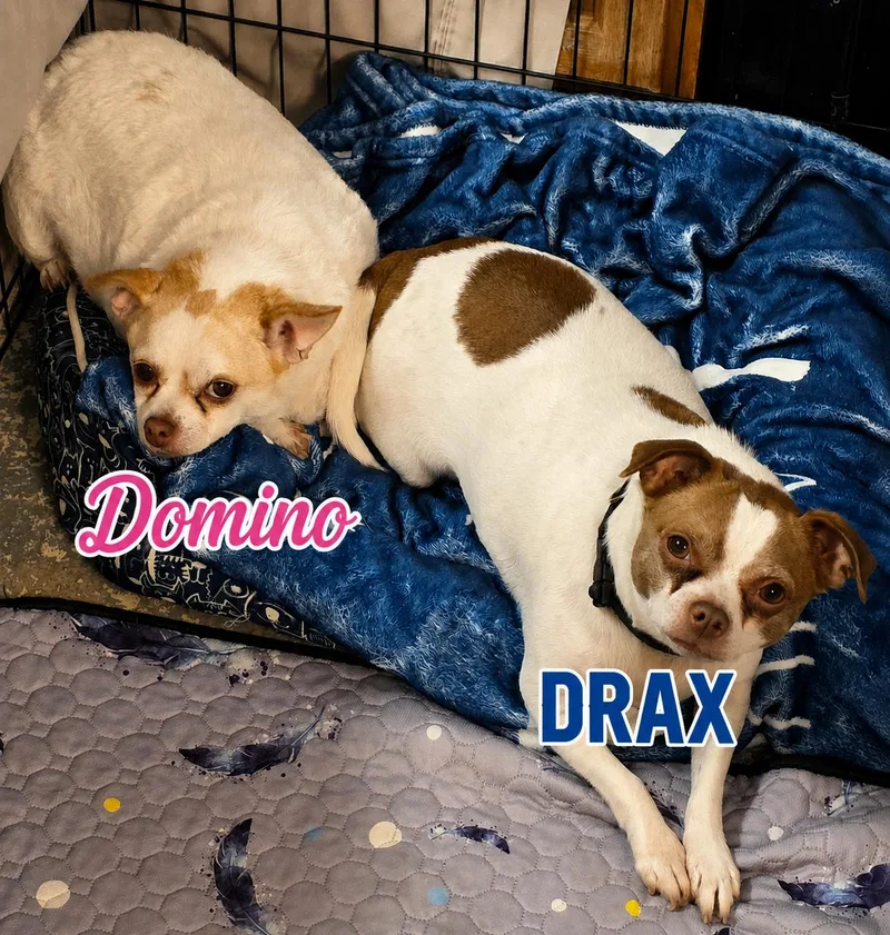 Domino & Drax