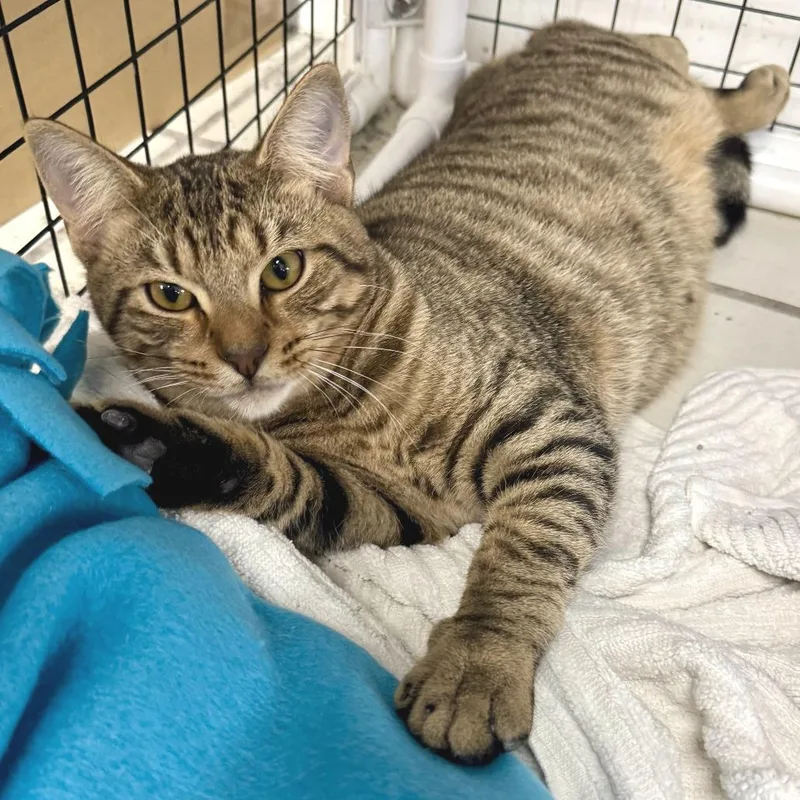 A young medium-sized male Brown / Chocolate Domestic Short Hair cat named Oklahoma for adoption in Miami, FL