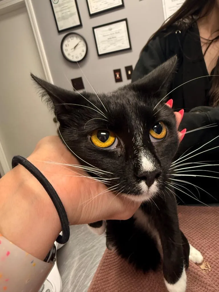 A young medium-sized female Domestic Short Hair cat named Dot for adoption in Burnsville, NC