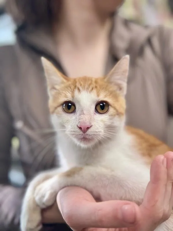 A young medium-sized male White Domestic Short Hair cat named Homeboy for adoption in Wooster, OH
