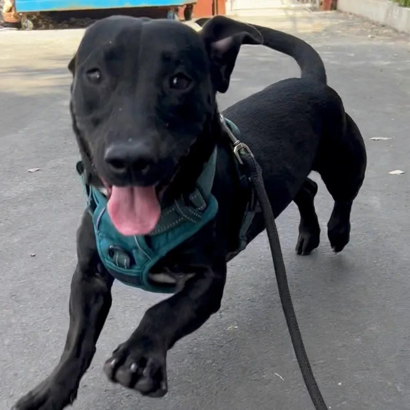 Bo