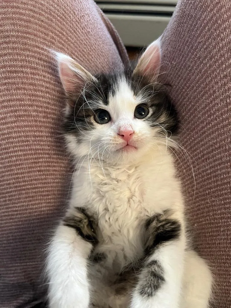 A baby medium-sized male Domestic Short Hair cat named Jethro Paw for adoption in Pawtucket, RI