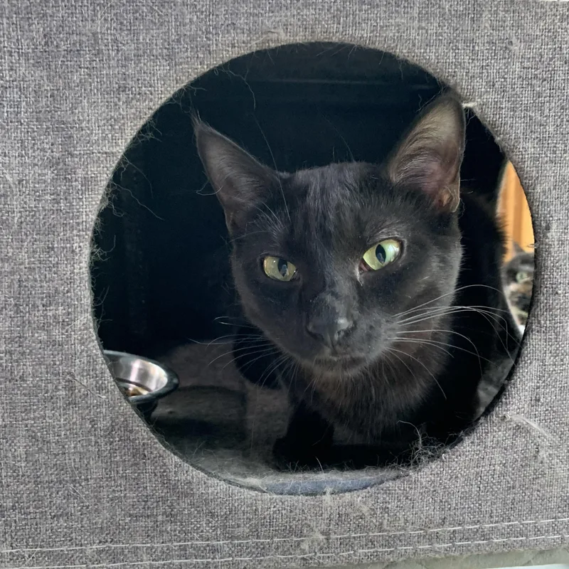 A young medium-sized female Black Domestic Short Hair cat named Coco for adoption in Stockholm, WI