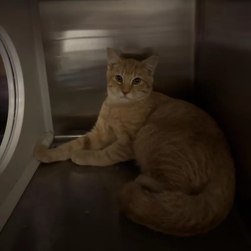 A baby medium-sized male Orange / Red Domestic Short Hair cat named Nacho for adoption in Council Bluffs, IA