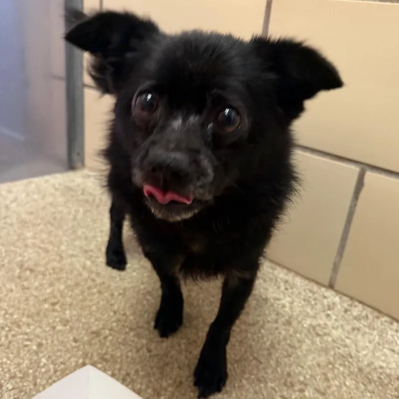 An adult small-sized male Chihuahua dog named Cooper for adoption in Perkiomenville, PA