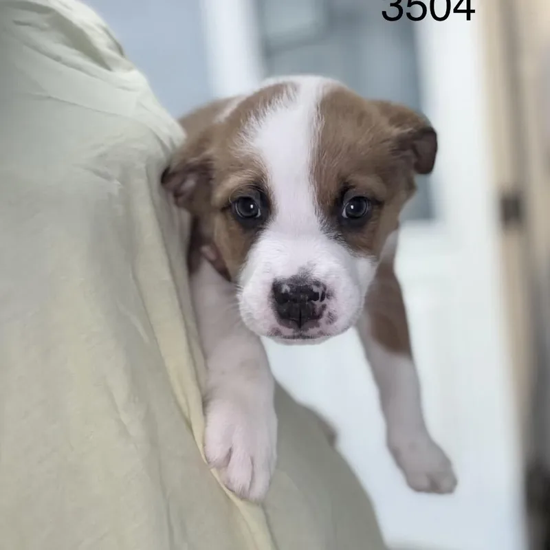 A baby medium-sized male Black Mixed Breed dog named Baja for adoption in LOXAHATCHEE, FL