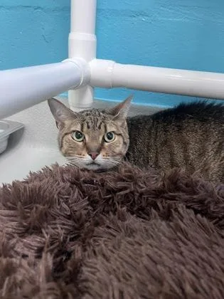 An adult small-sized male Domestic Short Hair cat named Kaiju for adoption in Largo, FL