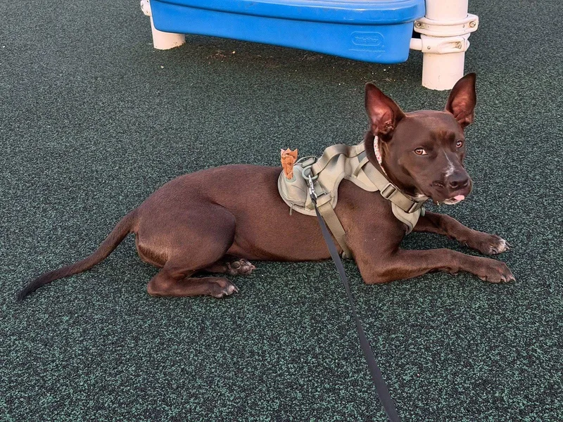 An adult medium-sized female Pit Bull Terrier dog named Summit for adoption in Germantown, OH