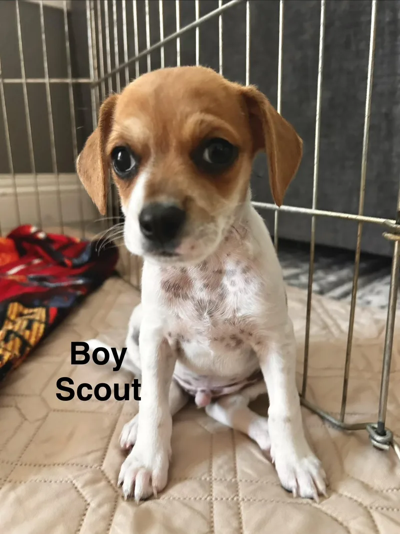 Scout