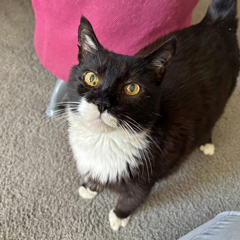 A senior large-sized male Domestic Short Hair cat named Zorell for adoption in Sonora, CA