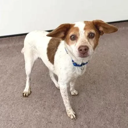 A senior small-sized female Terrier dog named Dolly for adoption in Saint Louis, MO