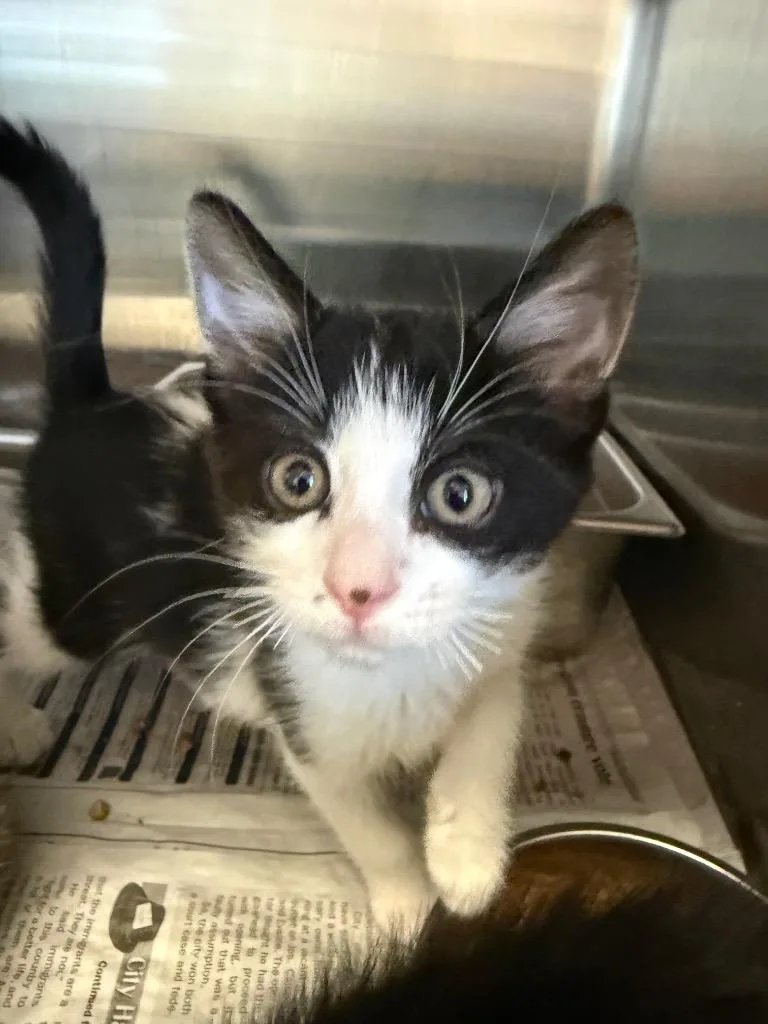 A baby small-sized female Domestic Short Hair cat named Mischief for adoption in Detroit, MI