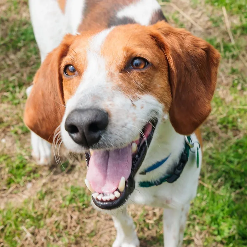A senior medium-sized male Brown / Chocolate Coonhound dog named Philosophical Phillip for adoption in Gloucester, VA