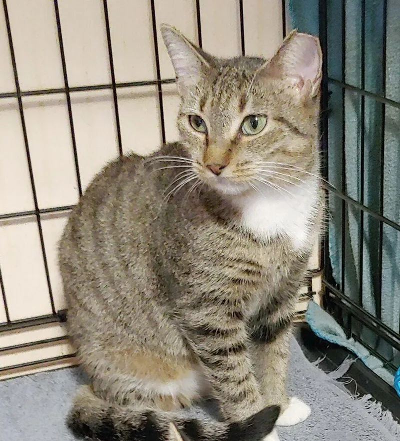 An adult medium-sized female Domestic Short Hair cat named Faith for adoption in Pompano Beach, FL