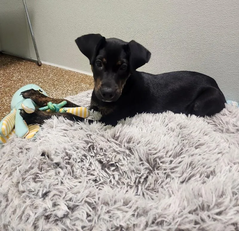 A young large-sized male Black Mixed Breed dog named Dipper for adoption in Jackson, TN