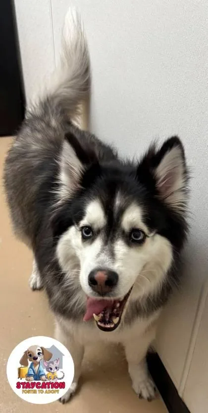 An adult large-sized male Siberian Husky dog named Casper for adoption in Phoenix, AZ