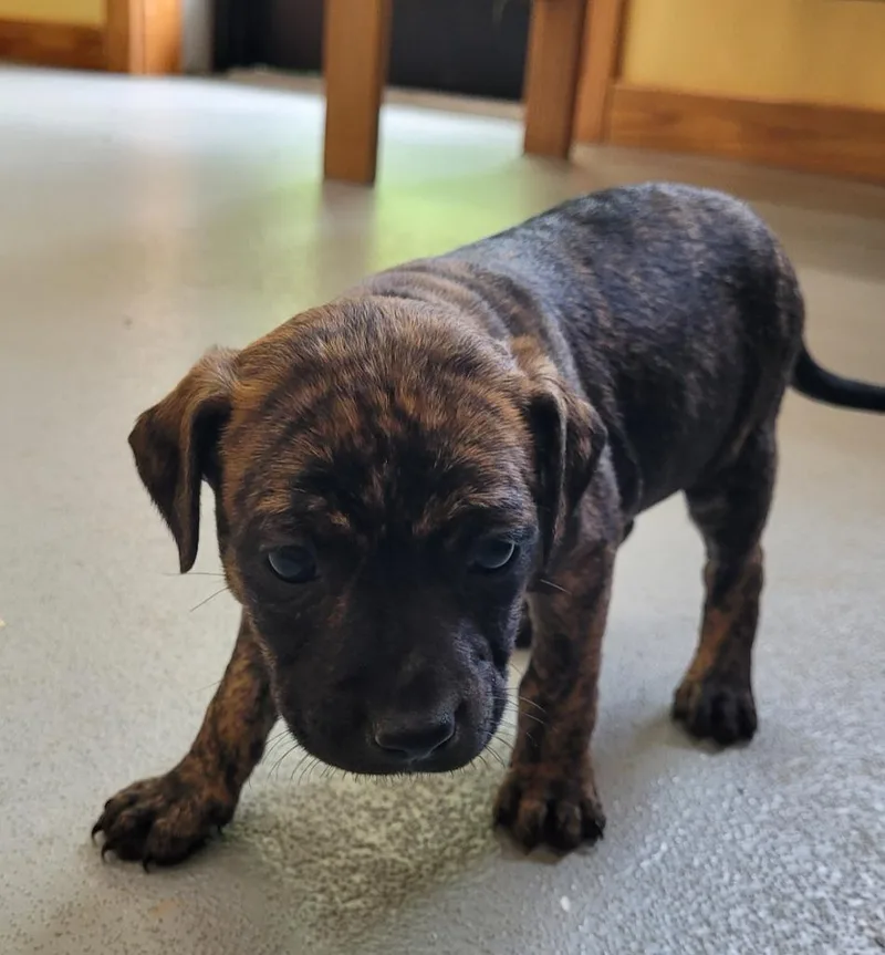 A baby small-sized female Mixed Breed dog named Dwarf   Bashful for adoption in Lawrenceburg, TN