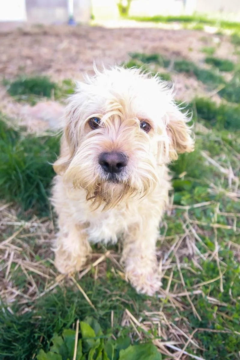 Baxter
