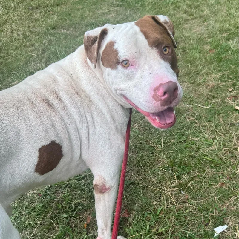 Uncle Sam thumbnail 2