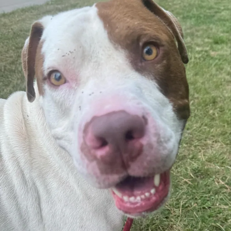 Uncle Sam thumbnail 3