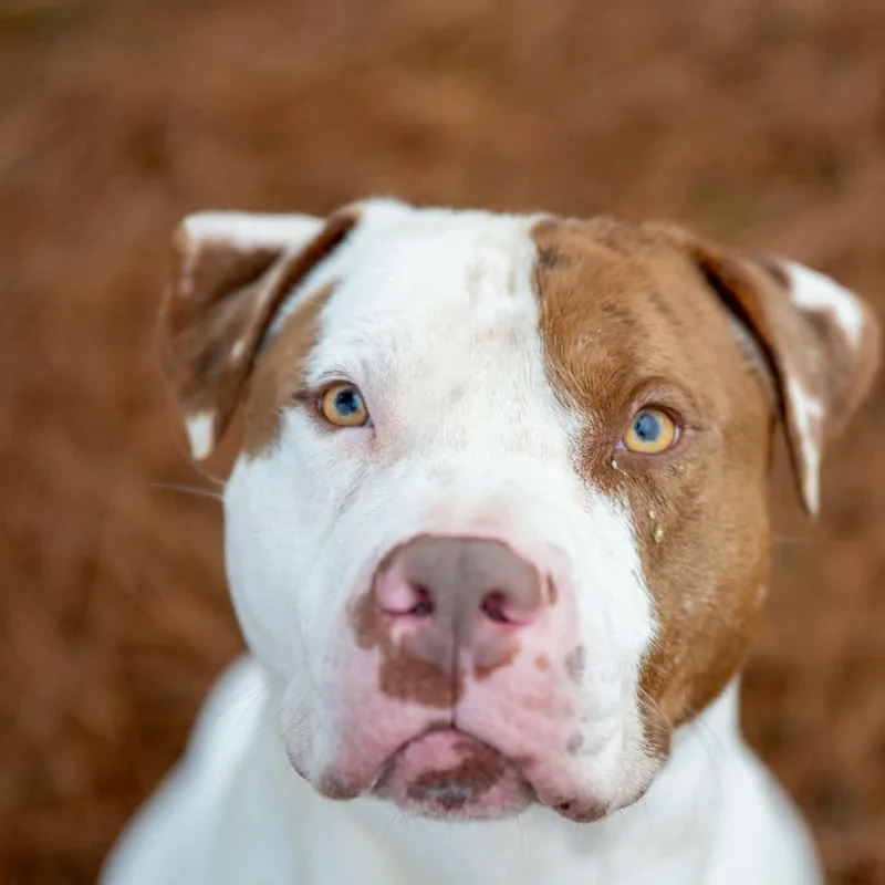 Uncle Sam thumbnail 4