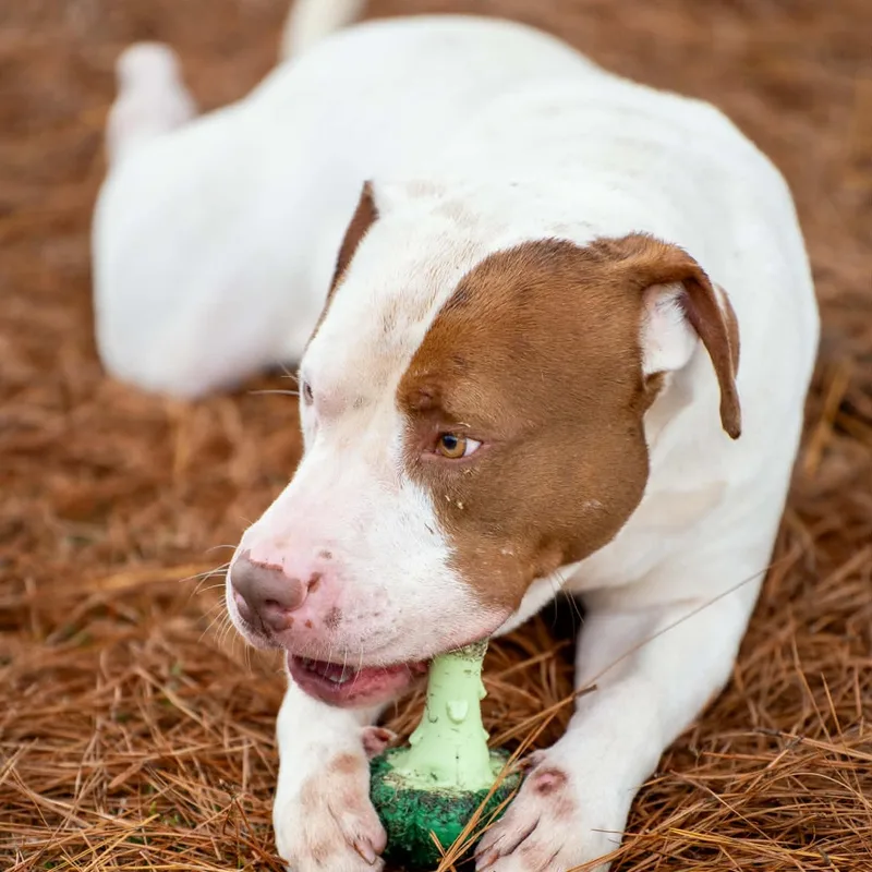 Uncle Sam thumbnail 5