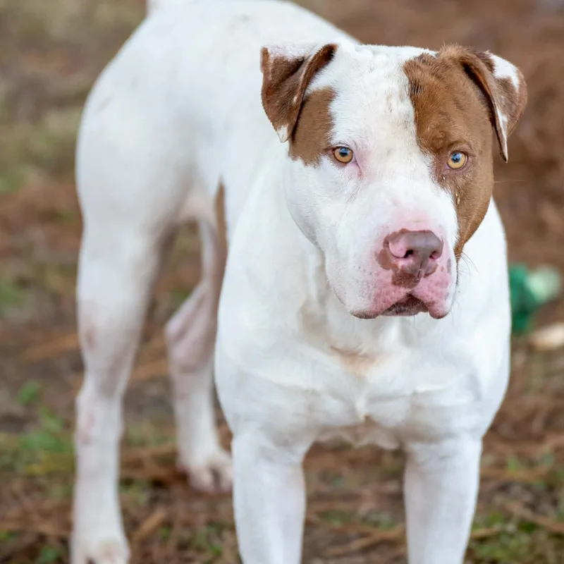 Uncle Sam thumbnail 6