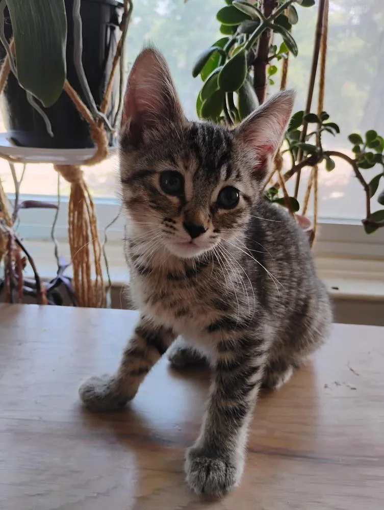 A baby small-sized female Brown / Chocolate Domestic Short Hair cat named Soleil for adoption in Oak Park, MI