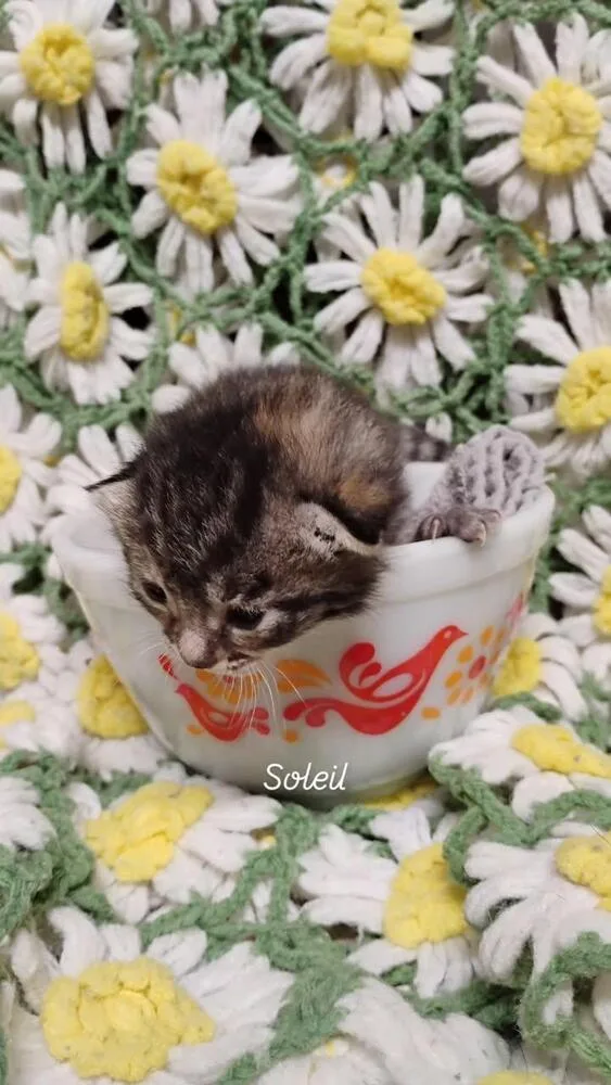 Soleil thumbnail 2